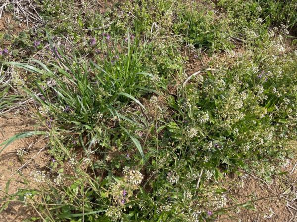 ナズナとホトケノザみ〜つけた👀