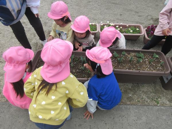 チューリップの観察🌷