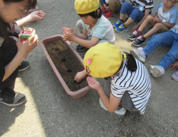 二十日大根を植えたよ