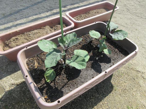 野菜➁