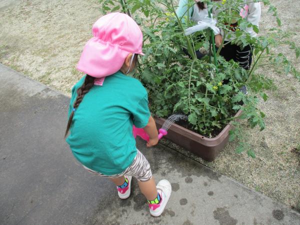 水やり