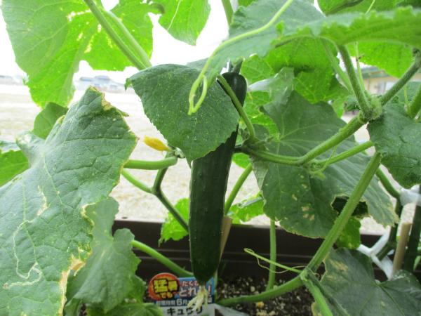 キュウリができた