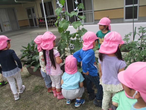 夏野菜の観察