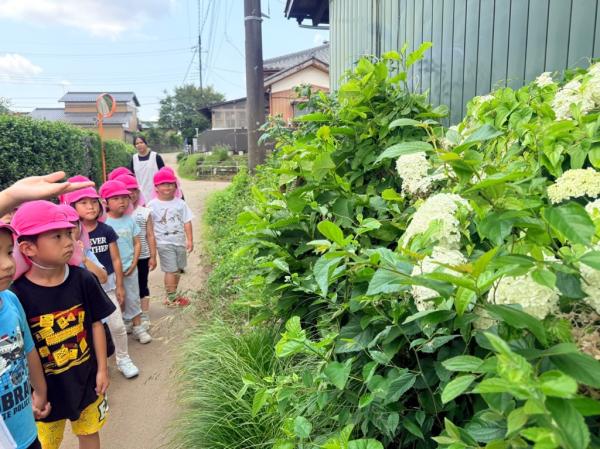 あれ?さっき見つけた紫陽花とちょっと違う😲白い紫陽花もあるんだね🤍