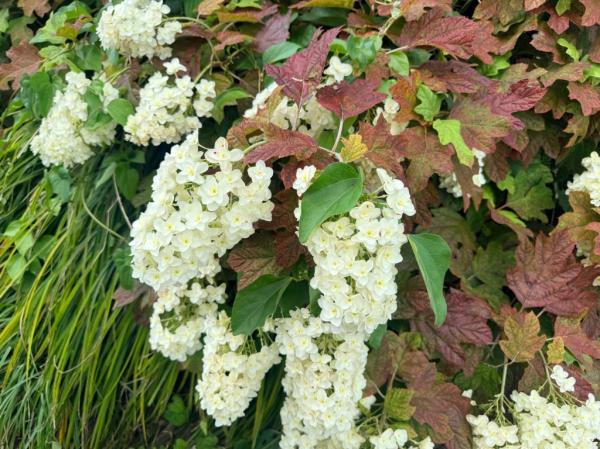 細長〜い😲💦色んな形の紫陽花があるんだね💕
