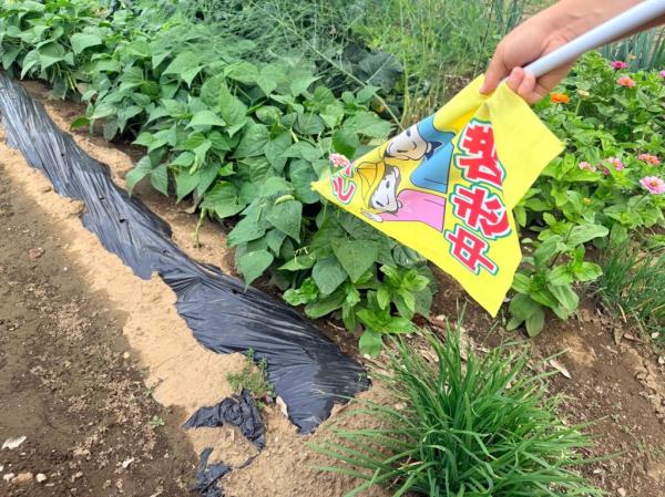 みんなで育てる野菜を決めたときに、候補にあがった枝豆が🎶美味しそう😊