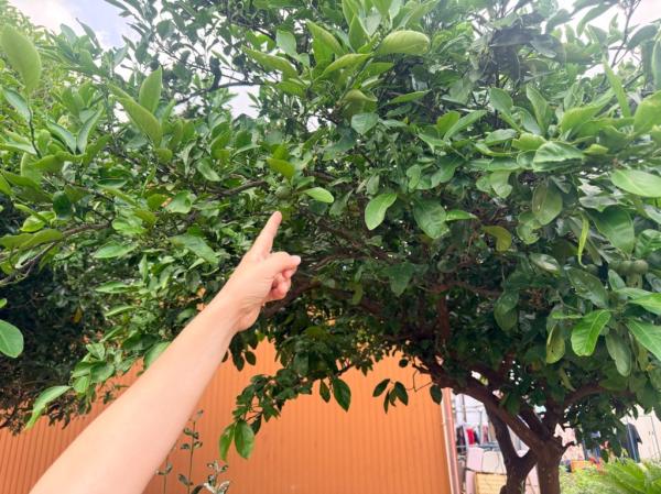 あ!みかんだ!🍊✨