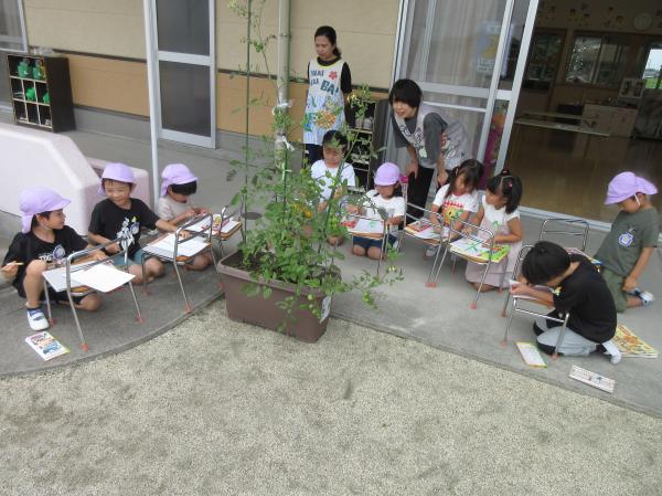 夏野菜の観察画🍅