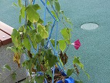 CIMG0959