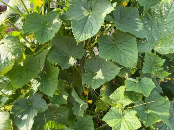 葉っぱの中に🥒を発見