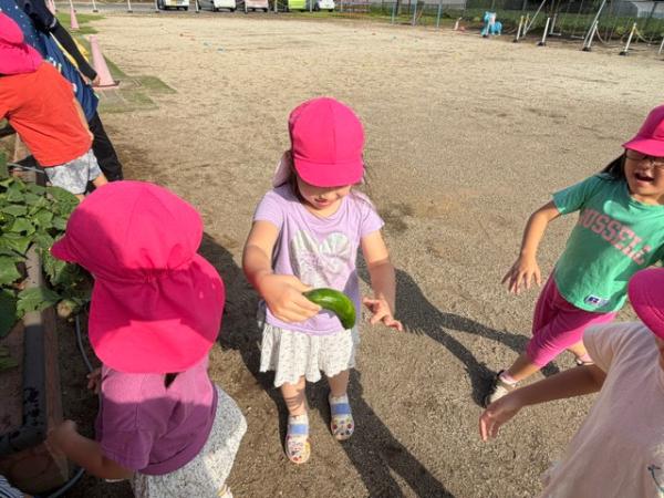 山みたいな形の🥒が収穫できたよ😉