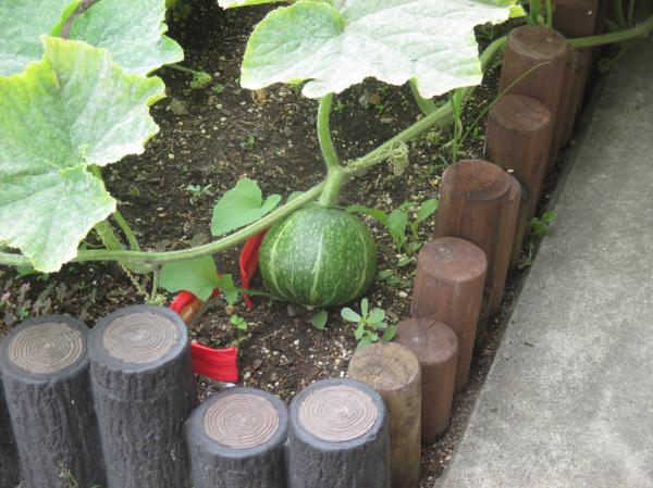 だいぶカボチャらしくなる 7/6