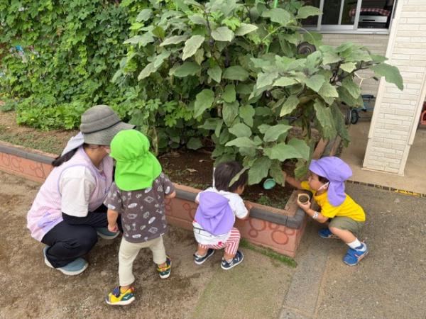 ナスの観察🍆大きいナスはあるかなぁ