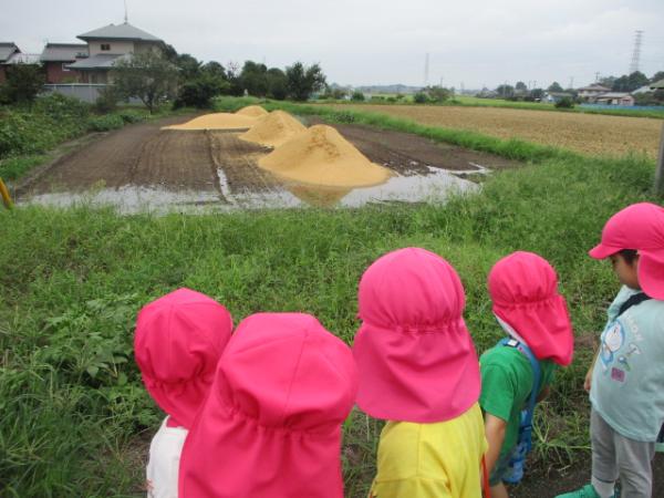 籾殻の山を興味深そうに観察する子どもたち🤔