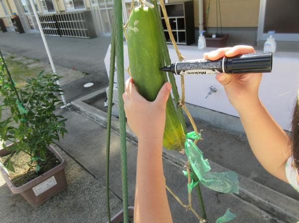キュウリマン🥒