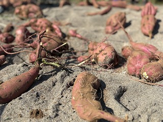 IMG_1794