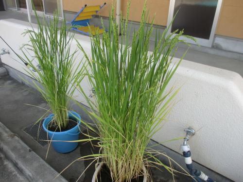 2週間ぶりのお米の様子🍚