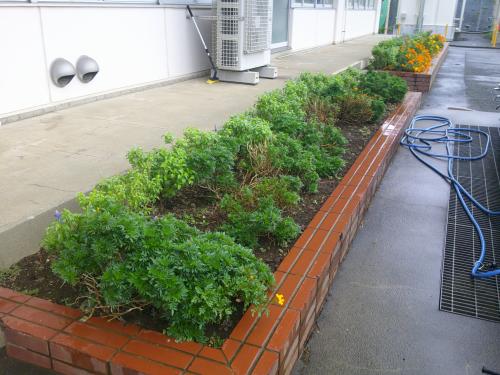 花壇の花が復活しました!!(o^―^o)