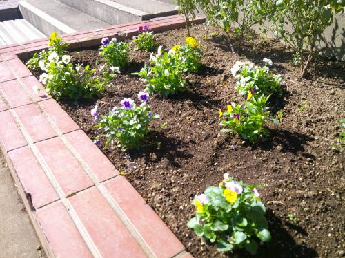 パンジーを植えました!!!(o^―^o)