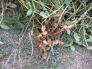 10月29日 落花生の収穫に取り組みました!(たんぽぽ学級自立活動)