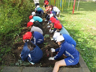 10月29日 さつまいもの収穫に取り組みました!(3・4年総合)