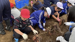 10月31日 サツマイモ堀