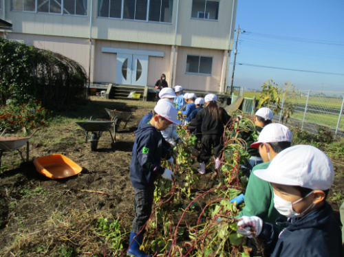 1・2年生 おいもほりをしました!