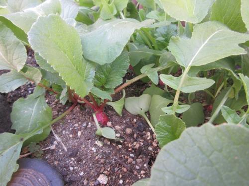 ひよこ組の様子🐣ラディッシュの収穫!