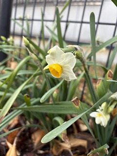 春の足音、スイセンがそっと咲く