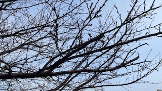 立哨当番をしてくださった保護者の方に向けた「感謝の集い」を開催します!!