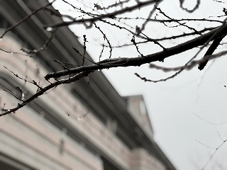 本降りの雨の朝