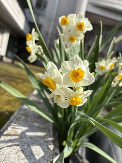 雨水(うすい) スイセン満開、チューリップも目覚める