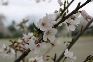 新年度を迎えて