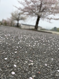 桜舞う校舎前、新学期の足音近づく