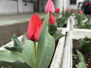 生徒が育てたチューリップ、春のつぼみふくらむ