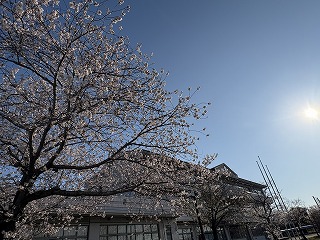 気温上昇とともに満開 校内に広がる春景色