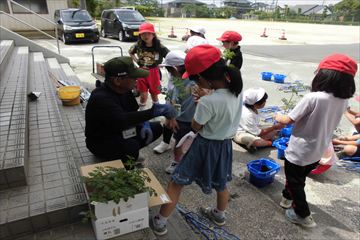 2年生 ミニトマトを植えました。