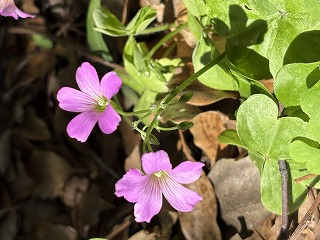 木漏れ日に照らされて 落ち葉から顔を出すムラサキカタバミ