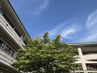 青空に映える白 中庭でヤマボウシ開花