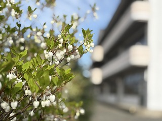 自転車置き場の花壇に春の彩り 白い花が登校を待つ