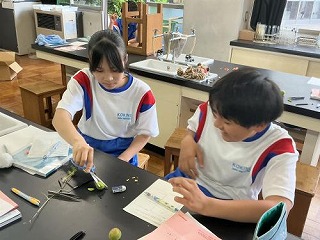 種子植物について調べる ~1年生理科~