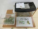 3年生の校舎には 生き物いっぱい