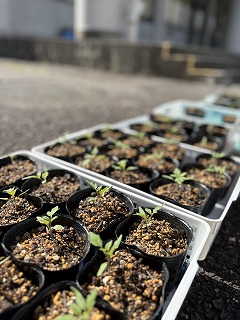 技術室前に初夏の息吹 トマトの芽がすくすく