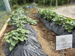 初夏の光を受けて サツマイモが順調に生育