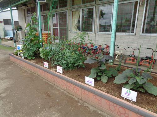 6月の保育所見学について