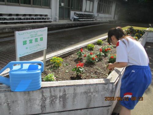 朝 花壇の手入れを(美化委員)