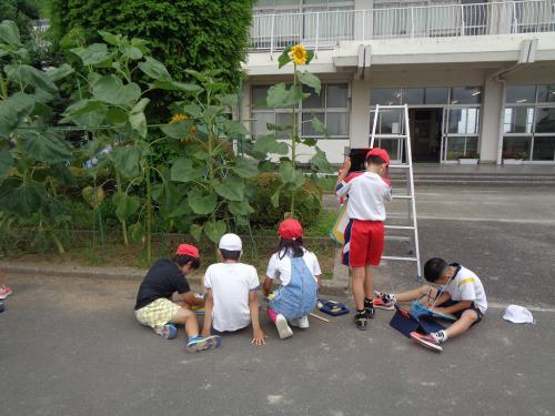 3年生 ひまわりの観察