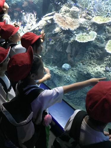 大洗水族館見学中!