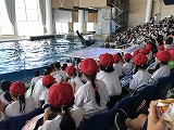 イルカショーに夢中!