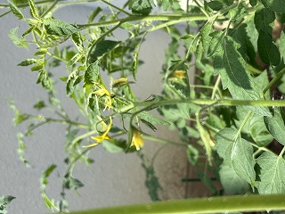 朝の花壇に小さな変化 トマトの花が咲き始める